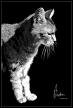 Kitty