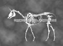 Walking Unicorn Skeleton