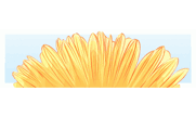 Sunshine Daisy