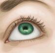 Eye