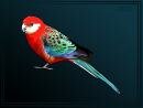 Rosella