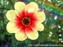 Flor