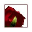 One Rose