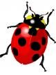lady bug