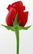 Red Rose