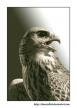 birdy