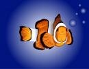 Clown Fish