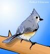 Tufted Titmouse