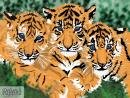 3 tigres