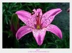 Lily