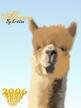 Alpaca