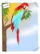 Macaw